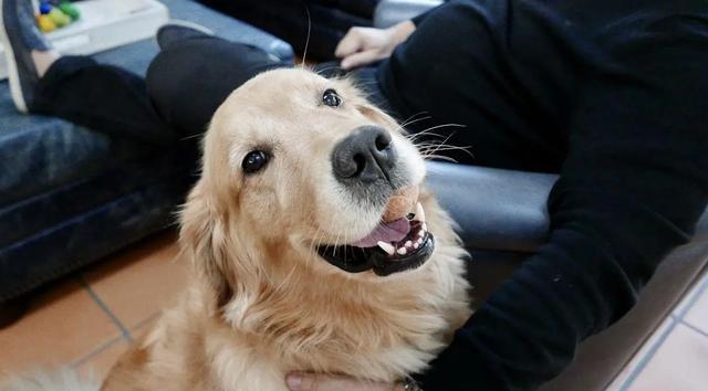 狗狗品種大全及圖片真實(shí)（狗狗品種大全及圖片視頻）