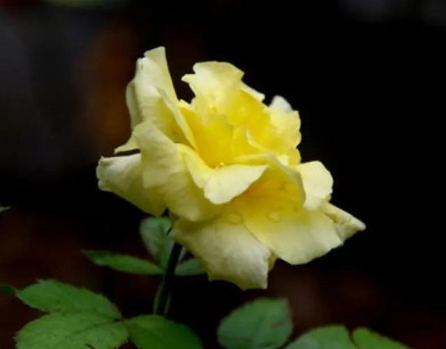 賞月季花發(fā)朋友圈微信句子，月季花發(fā)朋友圈的句子？