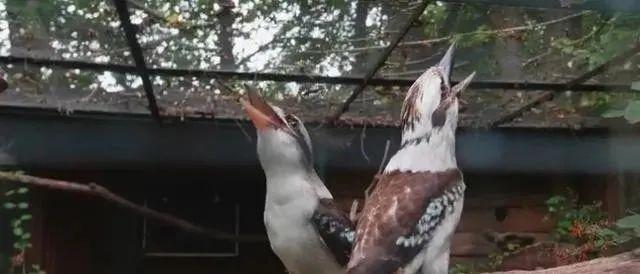 拍鳥發(fā)朋友圈怎么配文誓言，拍鳥朋友圈說？