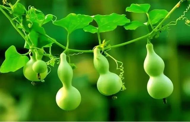 葫蘆直播app最新版下載，葫蘆直播平臺下載app？