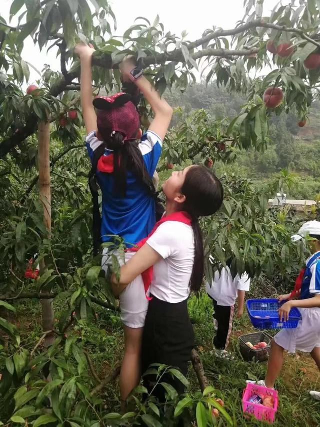 桃子直播視頻免費觀看在線，桃子直播視頻免費觀看在線播放？