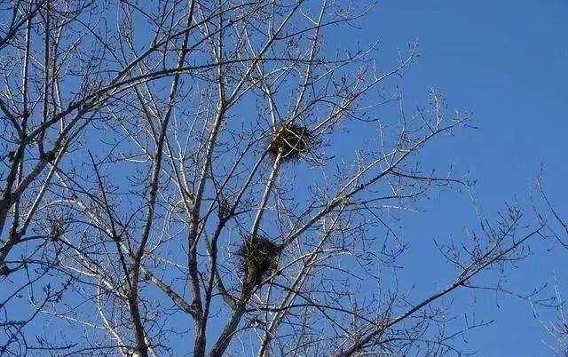 拍鳥發(fā)朋友圈怎么配文誓言，拍鳥朋友圈說？