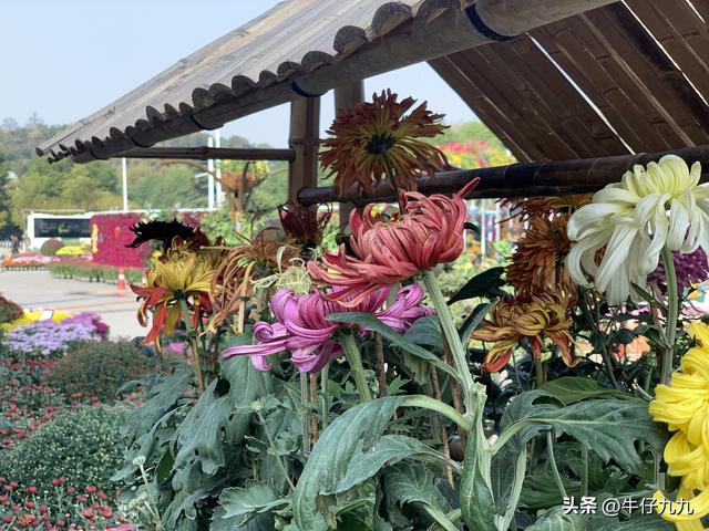 如何用手機(jī)拍出好看的菊花照片發(fā)朋友圈？