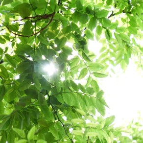 適合配合綠植發(fā)朋友圈的句子，搭配綠植的說(shuō)說(shuō)？