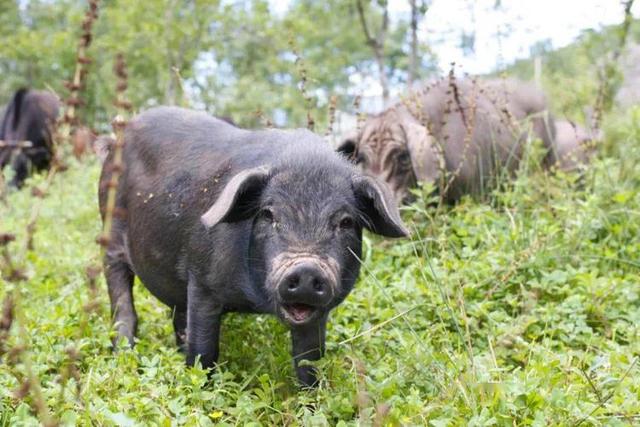 夏天趕集賣什么利潤高又好賣，農(nóng)村趕集賣什么利潤高又好賣？