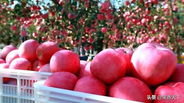 蘋果賺錢軟件，蘋果賺錢軟件真實可靠？