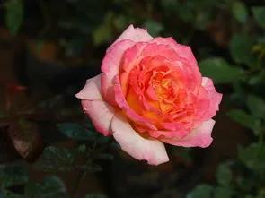 賞月季花發(fā)朋友圈微信句子，月季花發(fā)朋友圈的句子？