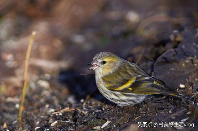 中視頻伙伴計劃收益怎么算，中視頻伙伴計劃1萬播放量多少錢？