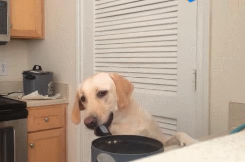 狗狗品種大全及圖片真實(shí)（狗狗品種大全及圖片視頻）