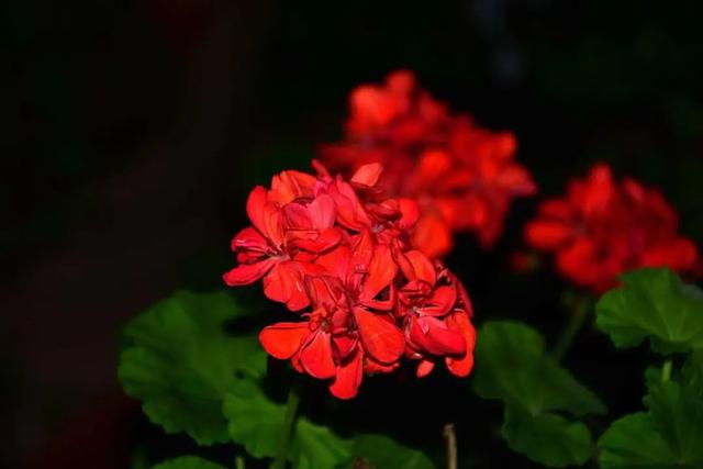 抖音上很火的歌叫夜什么歌粵語(yǔ)，抖音上很火的歌叫夜什么歌粵語(yǔ)歌名？