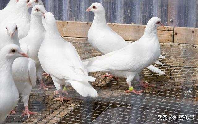 創(chuàng)業(yè)養(yǎng)殖致富項(xiàng)目名稱(chēng)有哪些，創(chuàng)業(yè)養(yǎng)殖致富項(xiàng)目名稱(chēng)是什么？