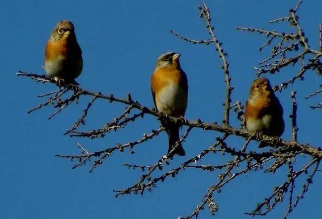 拍鳥發(fā)朋友圈怎么配文誓言，拍鳥朋友圈說？
