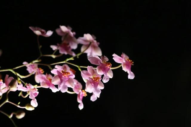 抖音上很火的歌叫夜什么歌粵語(yǔ)，抖音上很火的歌叫夜什么歌粵語(yǔ)歌名？