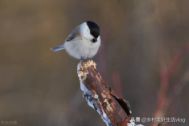 中視頻伙伴計劃收益怎么算，中視頻伙伴計劃1萬播放量多少錢？