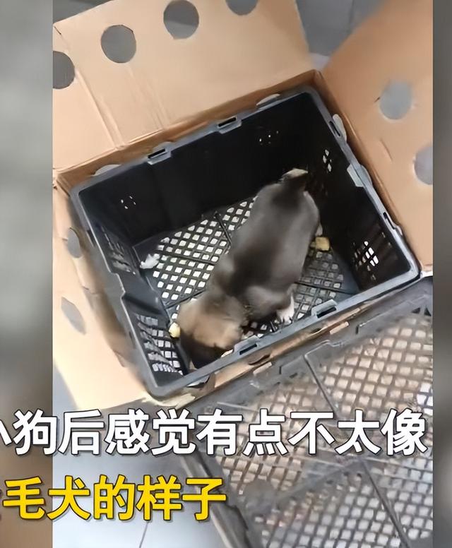 淘寶上200塊的狗狗是真的嗎，淘寶上200塊的狗狗是真的嗎能買嗎？