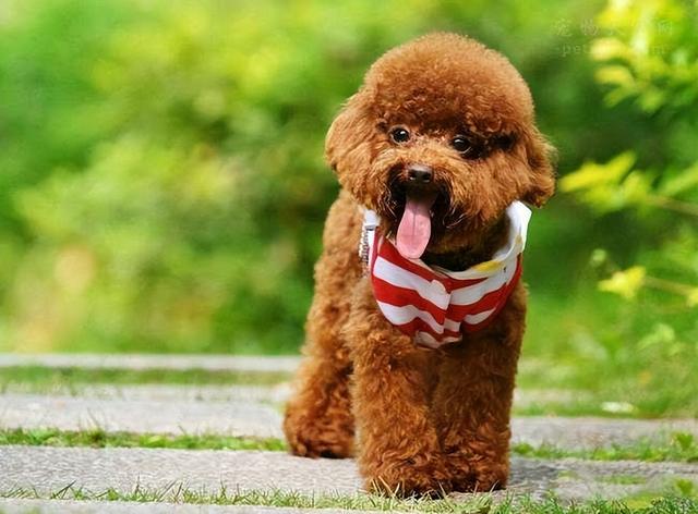 狗狗品種大全及圖片真實(shí)（狗狗品種大全及圖片視頻）