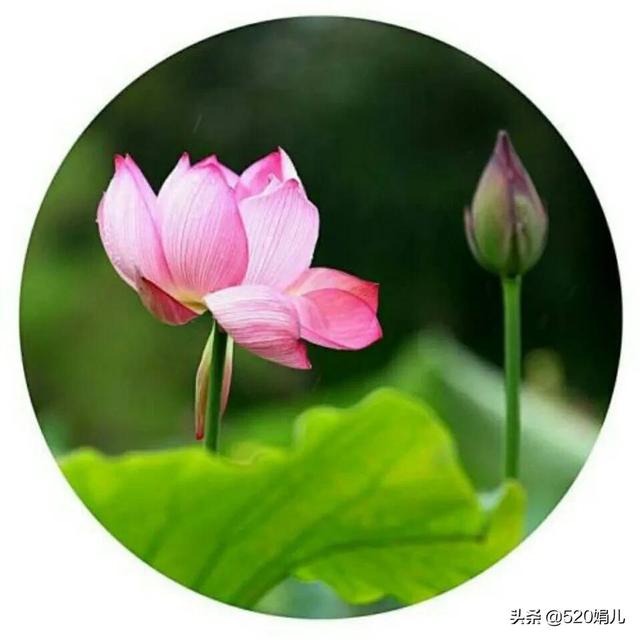 抖音靜默粉怎么清除蘋果手機，蘋果手機如何清理抖音？