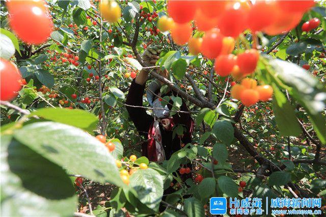 小櫻桃直播視頻回看在哪，小櫻桃live直播特別版？