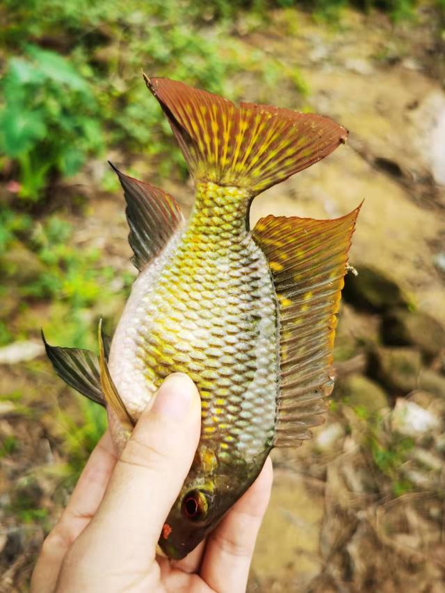 釣魚經(jīng)典句子說(shuō)說(shuō)抖音，釣魚抖音段子？