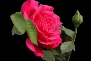 賞月季花發(fā)朋友圈微信句子，月季花發(fā)朋友圈的句子？