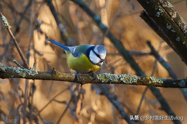 中視頻伙伴計劃收益怎么算，中視頻伙伴計劃1萬播放量多少錢？