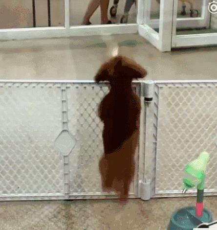 狗狗品種大全及圖片真實(shí)（狗狗品種大全及圖片視頻）