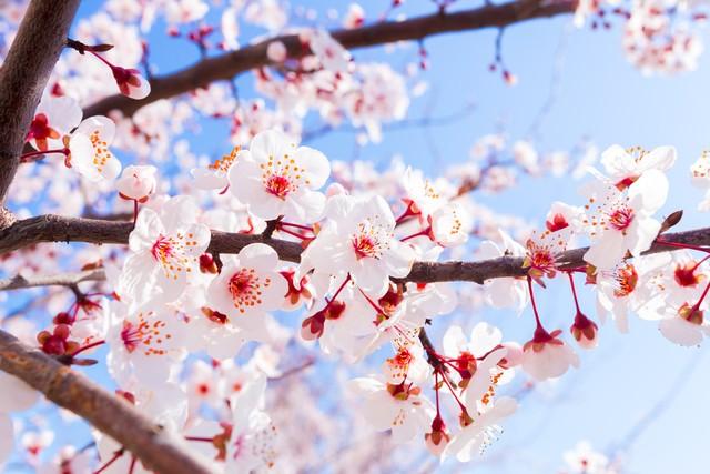 司馬南最新直播，人民日報(bào)評(píng)司馬南？