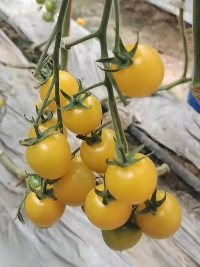 疫情期間做什么生意比較好賺錢大齡下崗人的，現(xiàn)在疫情期間做什么生意好？