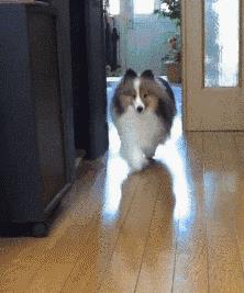 狗狗品種大全及圖片真實(shí)（狗狗品種大全及圖片視頻）