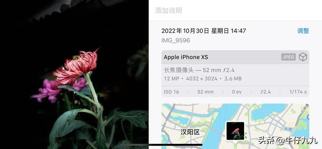 如何用手機(jī)拍出好看的菊花照片發(fā)朋友圈？