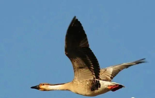 拍鳥發(fā)朋友圈怎么配文誓言，拍鳥朋友圈說？