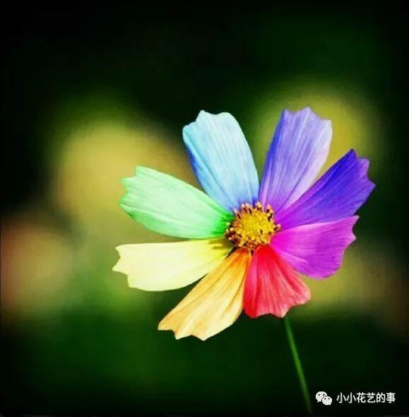 七色花飾品店 一起來看流星雨（七色花飾品連鎖店的總部在哪）