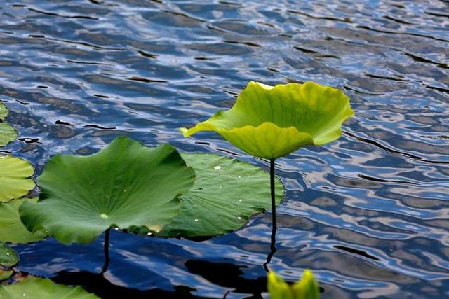 公眾號(hào)粉絲微信號(hào)，增加微信公眾號(hào)粉絲？