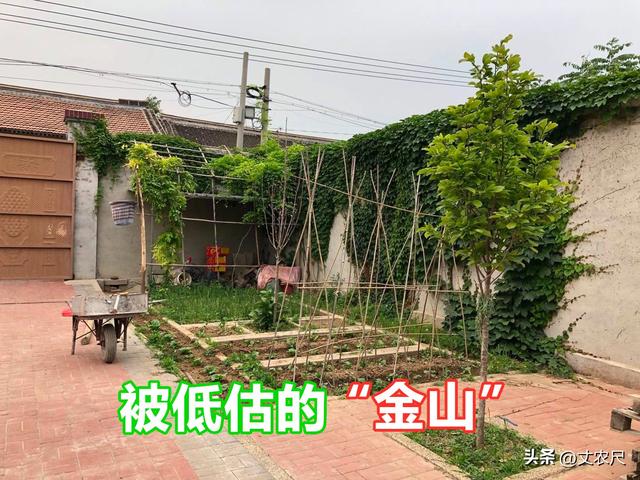 田園小院賺錢是真的嗎還是假的，農(nóng)家小院賺錢是真的嗎？