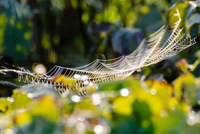 二年級(jí)下冊(cè)蜘蛛開(kāi)店續(xù)寫100字，二年級(jí)下冊(cè)續(xù)寫蜘蛛開(kāi)店一百字？