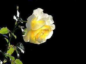 賞月季花發(fā)朋友圈微信句子，月季花發(fā)朋友圈的句子？