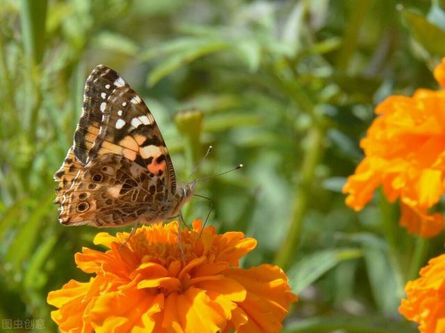疫情期間做什么生意比較好賺錢大齡下崗人的，現(xiàn)在疫情期間做什么生意好？