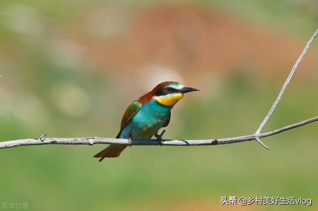 中視頻伙伴計劃收益怎么算，中視頻伙伴計劃1萬播放量多少錢？