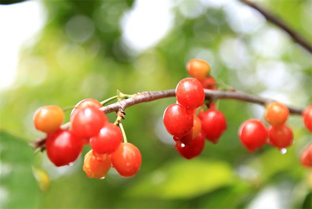吃櫻桃發(fā)的朋友圈文案怎么寫，吃櫻桃發(fā)的朋友圈文案怎么寫?。? src=