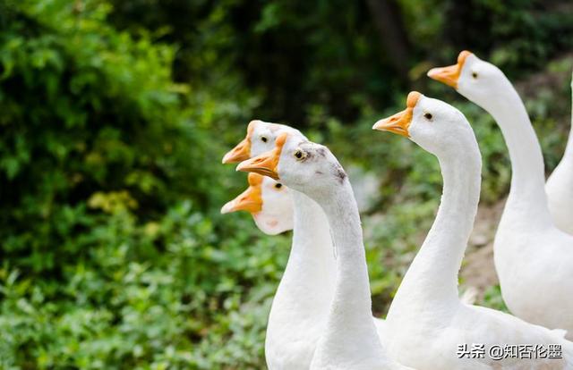 創(chuàng)業(yè)養(yǎng)殖致富項(xiàng)目名稱(chēng)有哪些，創(chuàng)業(yè)養(yǎng)殖致富項(xiàng)目名稱(chēng)是什么？