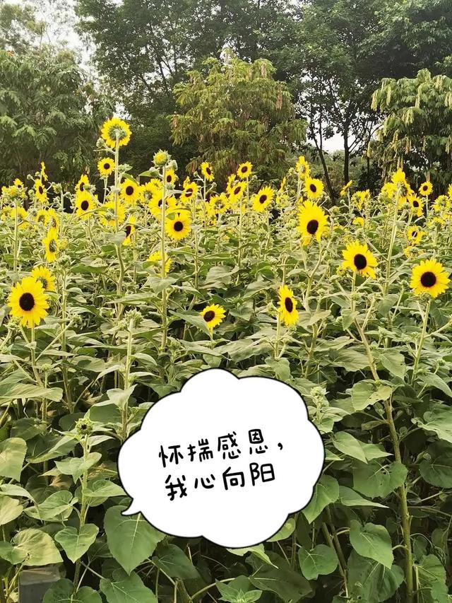 閑魚二手家具市場(chǎng)可靠嗎，閑魚網(wǎng)站二手市場(chǎng)家具？