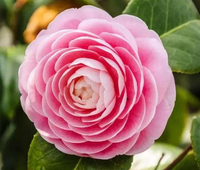 賞月季花發(fā)朋友圈微信句子，月季花發(fā)朋友圈的句子？