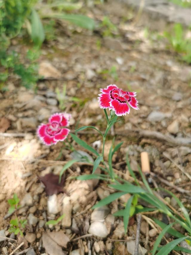 抖音里想去的地方在哪里看到，抖音里想去的地方在哪里看到呢？