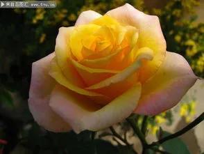 賞月季花發(fā)朋友圈微信句子，月季花發(fā)朋友圈的句子？