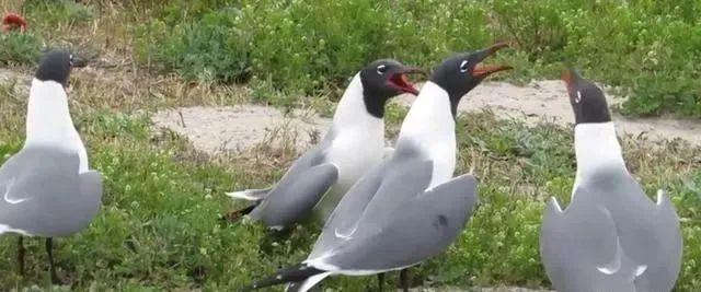 拍鳥發(fā)朋友圈怎么配文誓言，拍鳥朋友圈說？