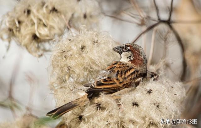 創(chuàng)業(yè)養(yǎng)殖致富項(xiàng)目名稱(chēng)有哪些，創(chuàng)業(yè)養(yǎng)殖致富項(xiàng)目名稱(chēng)是什么？