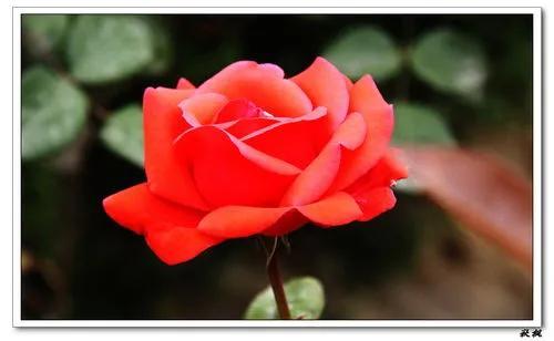 賞月季花發(fā)朋友圈微信句子，月季花發(fā)朋友圈的句子？