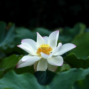 藍花楹發(fā)朋友圈文案，藍花楹朋友圈文案通俗一點？