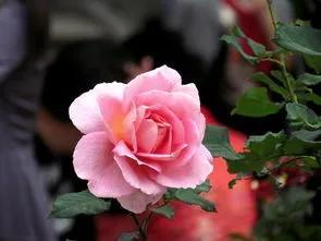 賞月季花發(fā)朋友圈微信句子，月季花發(fā)朋友圈的句子？