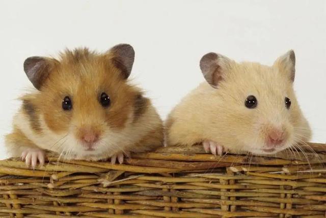 媽媽愛孩子的朋友圈說(shuō)說(shuō)簡(jiǎn)短，媽媽愛孩子的朋友圈說(shuō)說(shuō)簡(jiǎn)短句子？